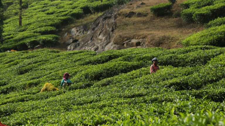tea garden wayanada Travel Package India