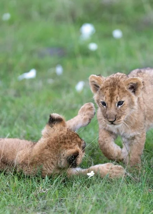 Best travel package for Nainital and Corbett National Park by ChalooChale
